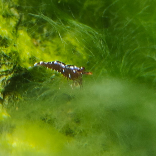 Lot mixte Crevettes Sulawasis