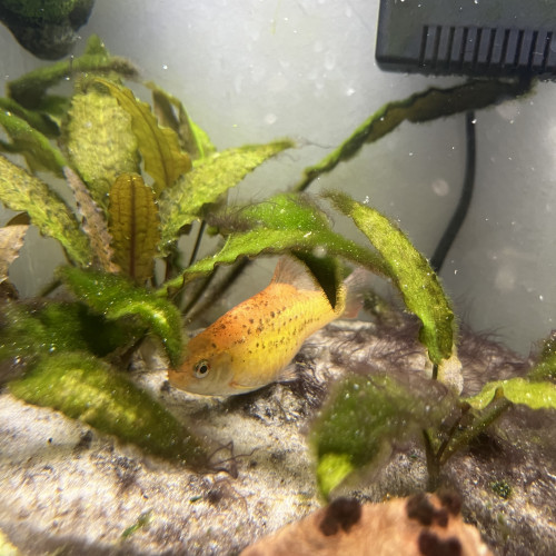 Don poissons et crevettes