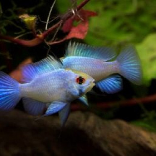 Ramirezi bleu électrique et Scalaire doré