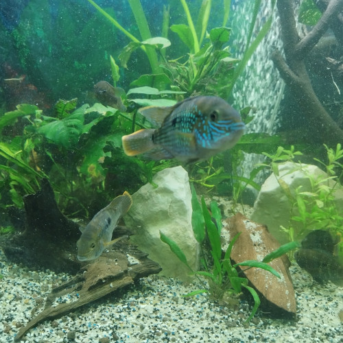 Andinoacara rivulatus de 67 mois sexés