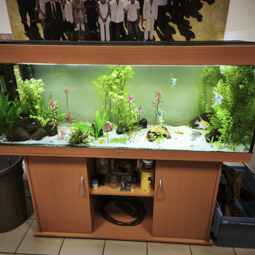 Vend aquarium 450l plus poissons