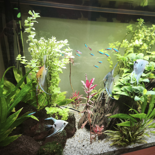 Vend aquarium 450l plus poissons