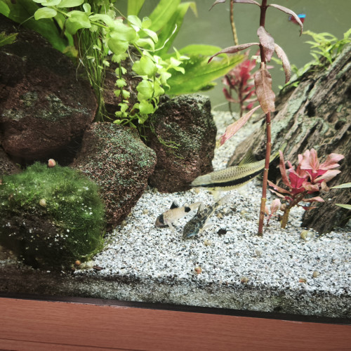 Vend aquarium 450l plus poissons