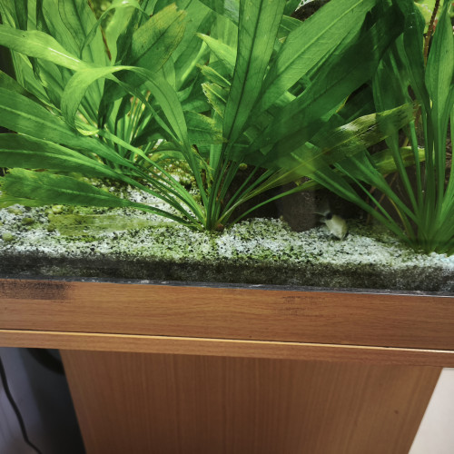 Différents poissons