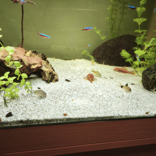 Différents poissons