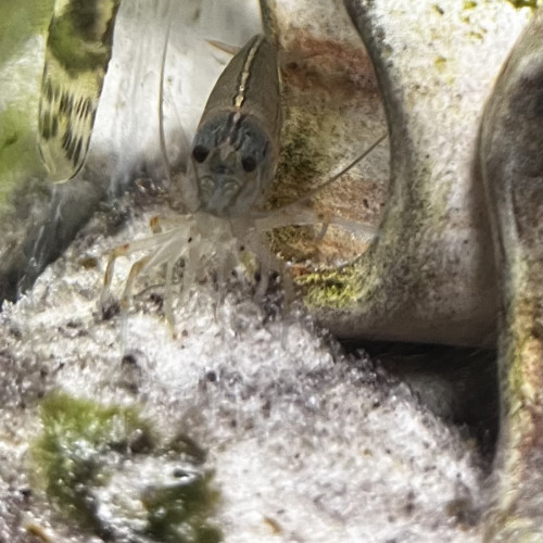 Don poissons et crevettes