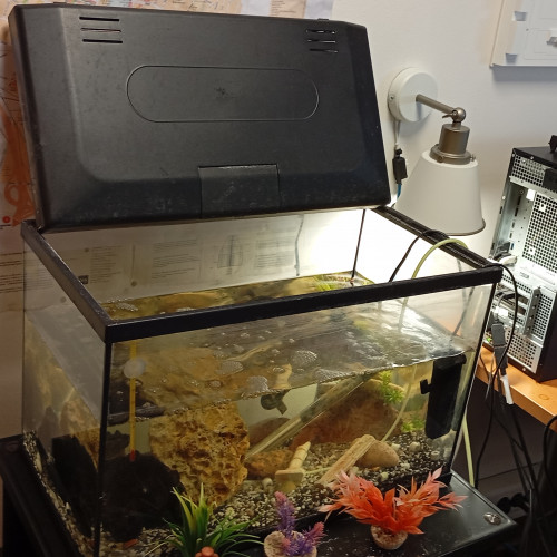 Aquarium 60 litres avec sa population