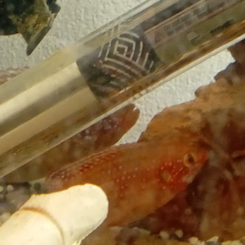 Aquarium 60 litres avec sa population