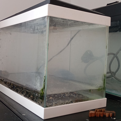 Trois petits aquariums