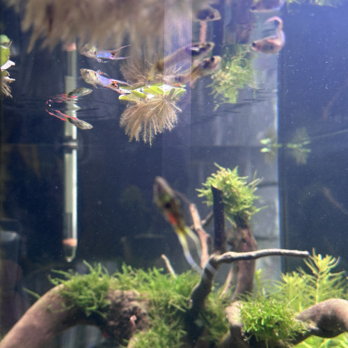 Guppys endler à donner