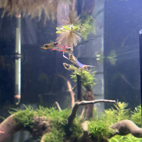Guppys endler à donner