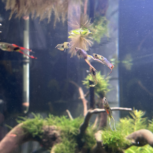 Guppys endler à donner