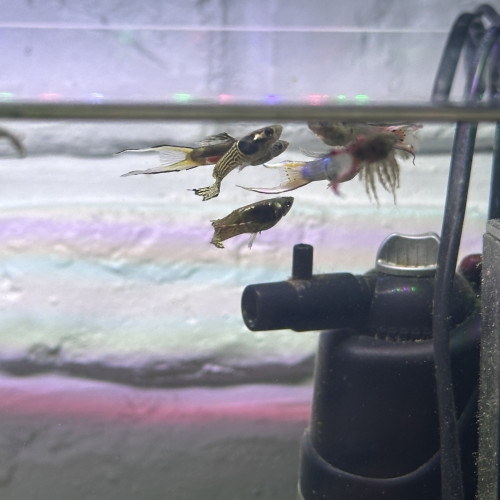 Guppys endler à donner