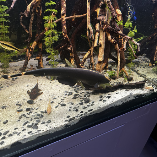 Apteronotus albifrons