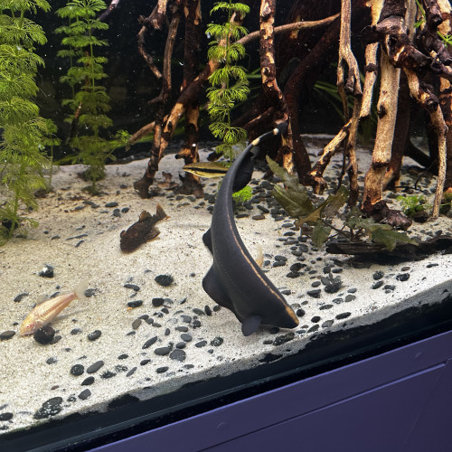 Apteronotus albifrons