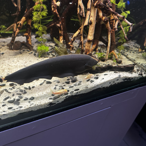 Apteronotus albifrons