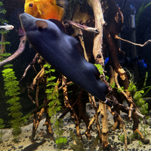 Apteronotus albifrons