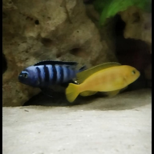 Cichlides du lac Malawi