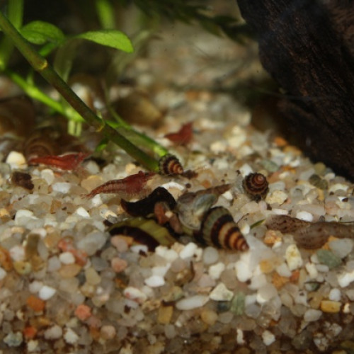 Anentome Helena (ou Clea Helena)