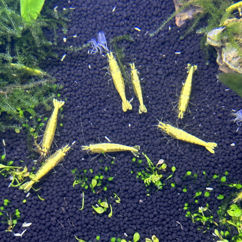 neocaridina yellow neon haut grade