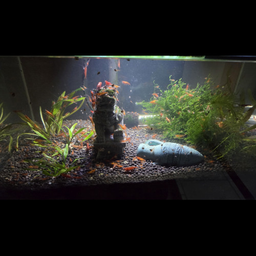 Crevettes red cherry