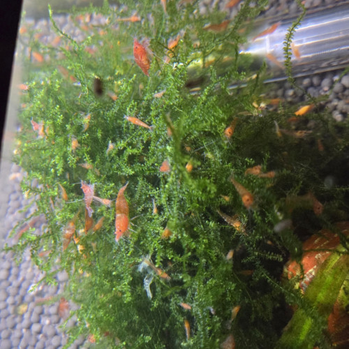 Crevettes red cherry