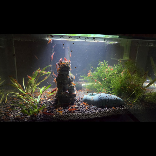 Crevettes red cherry