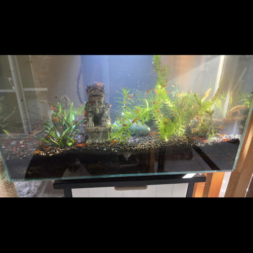 Crevettes red cherry