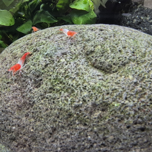 Crevettes Neocaridina Davidi Red Rili