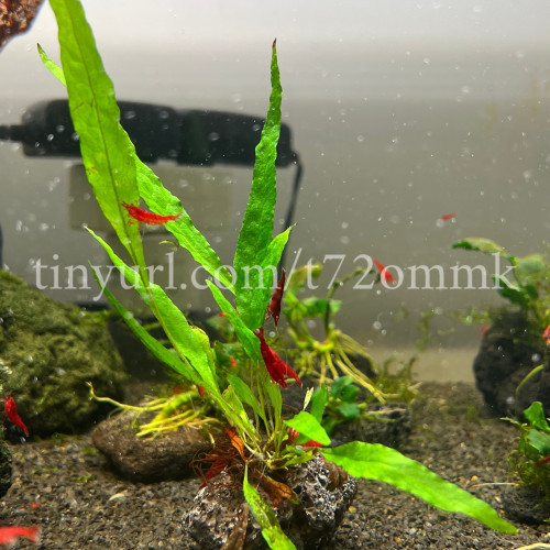 1 plante aquarium crevettes Microsorum Pteropus #2 sur lave de roche noir 5cm