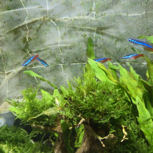 15 Paracheirodon axelrodi (cardinalis)