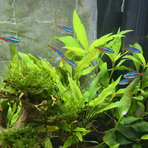 15 Paracheirodon axelrodi (cardinalis)