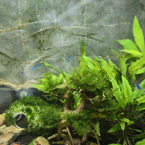 15 Paracheirodon axelrodi (cardinalis)