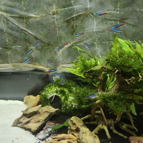 15 Paracheirodon axelrodi (cardinalis)