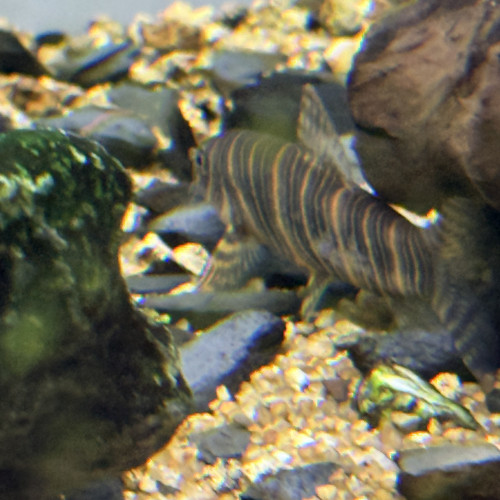 Don de 4 poissons eau douce chaude