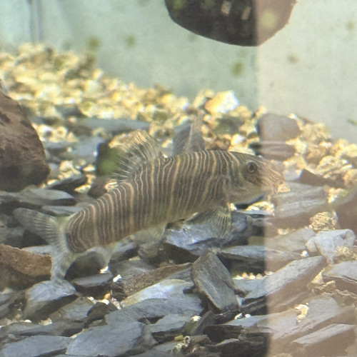 Don de 4 poissons eau douce chaude