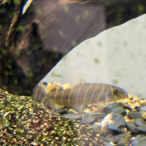 Don de 4 poissons eau douce chaude