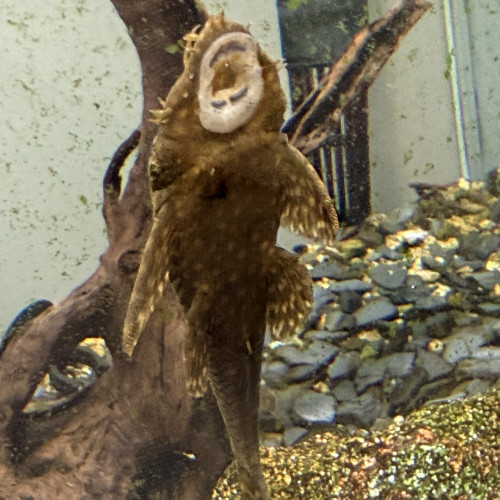 Don de 4 poissons eau douce chaude