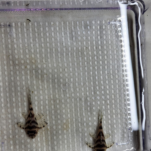 Hypancistrus L236