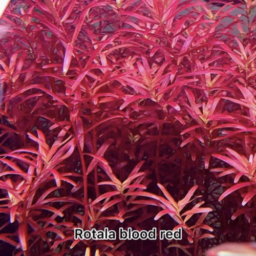 Rotala blood red