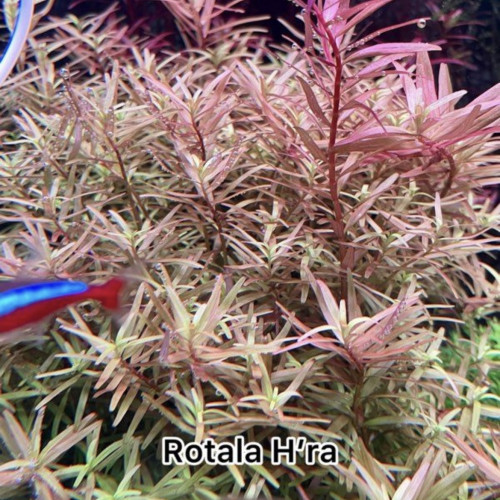 Rotala H’ra