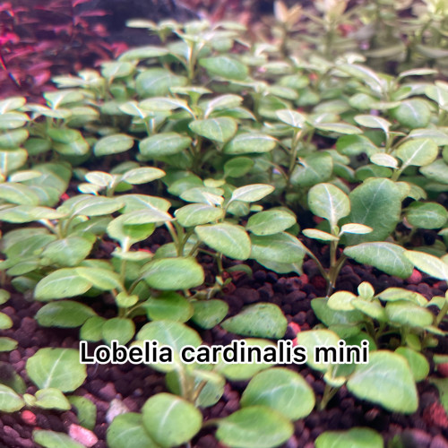 Lobelia Cardinalis mini