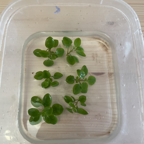 Lobelia Cardinalis mini