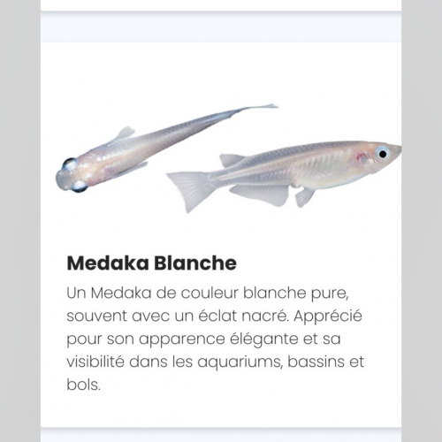 Œuf de medaka différentes souches