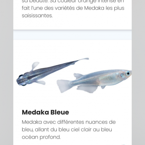 Œuf de medaka différentes souches