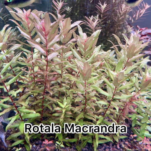 Rotala Macrandra