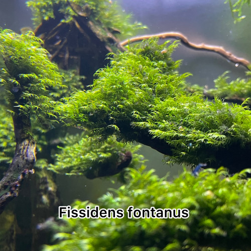 Fissidens fontanus (rare)