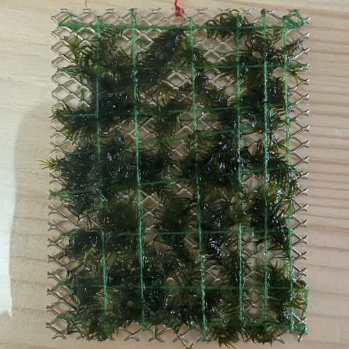 Fissidens fontanus (rare)