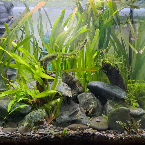 Aquatlantis élégance expert 60 (env. 100 litres net)