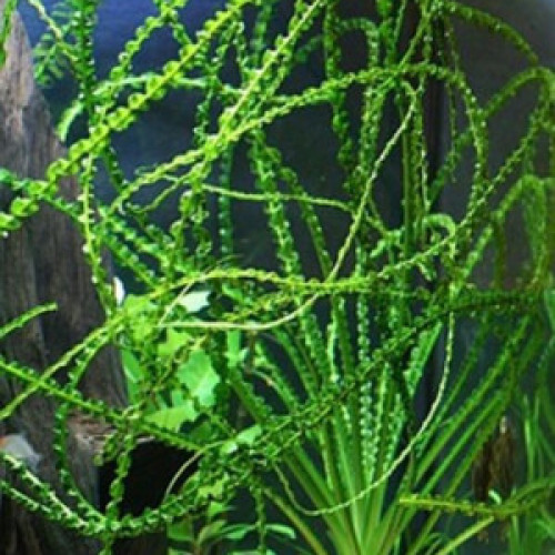 Lys d'eau rhéophyte